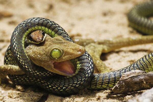 Die Schlange fängt und erstickt das Reptil auf dem Boden