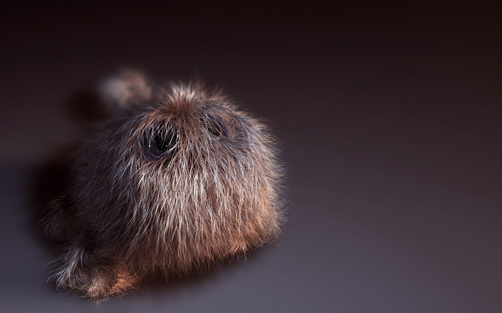 animais mamífero peluda retrato solteiro roedor pele animal fofa estúdio pequeno cabelo