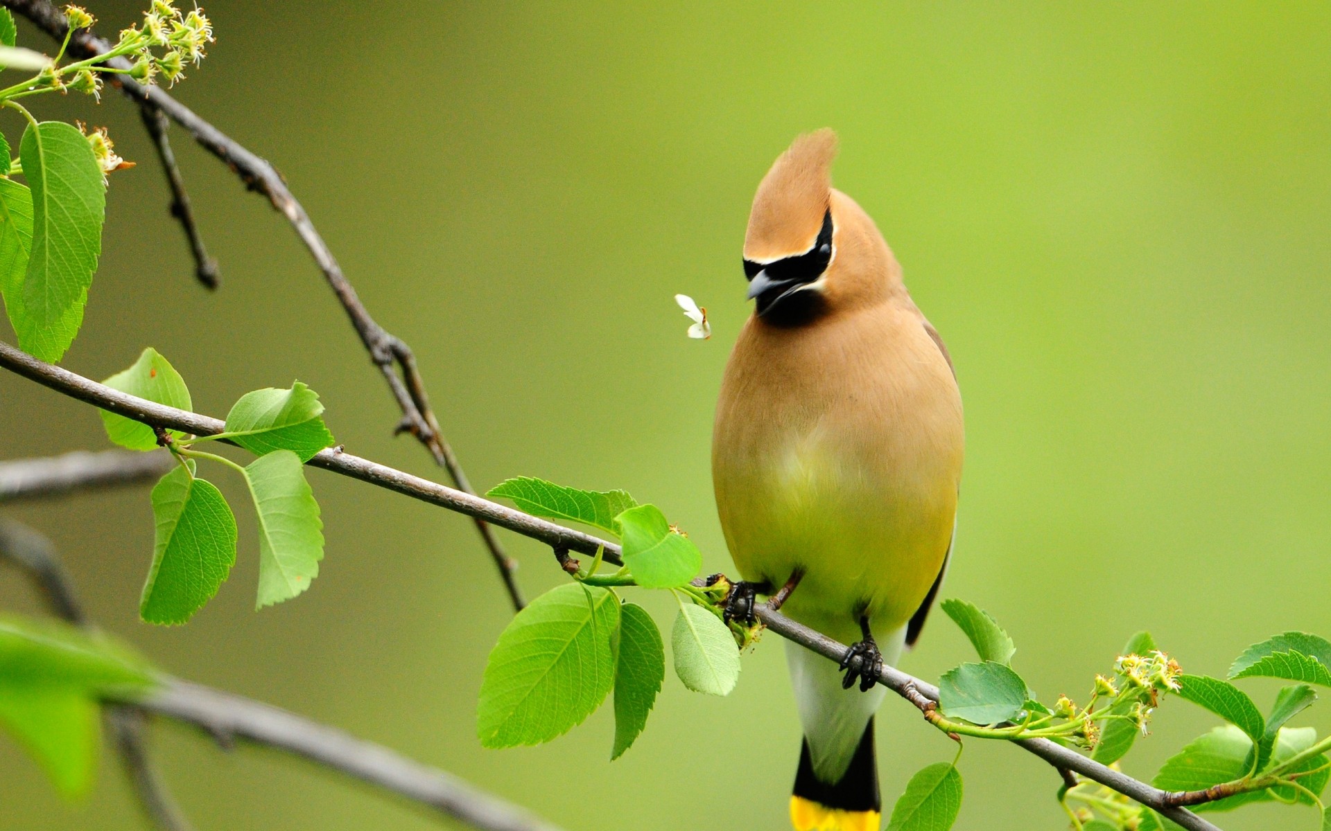 loro naturaleza pájaro vida silvestre hoja al aire libre primer plano árbol animal salvaje color jardín