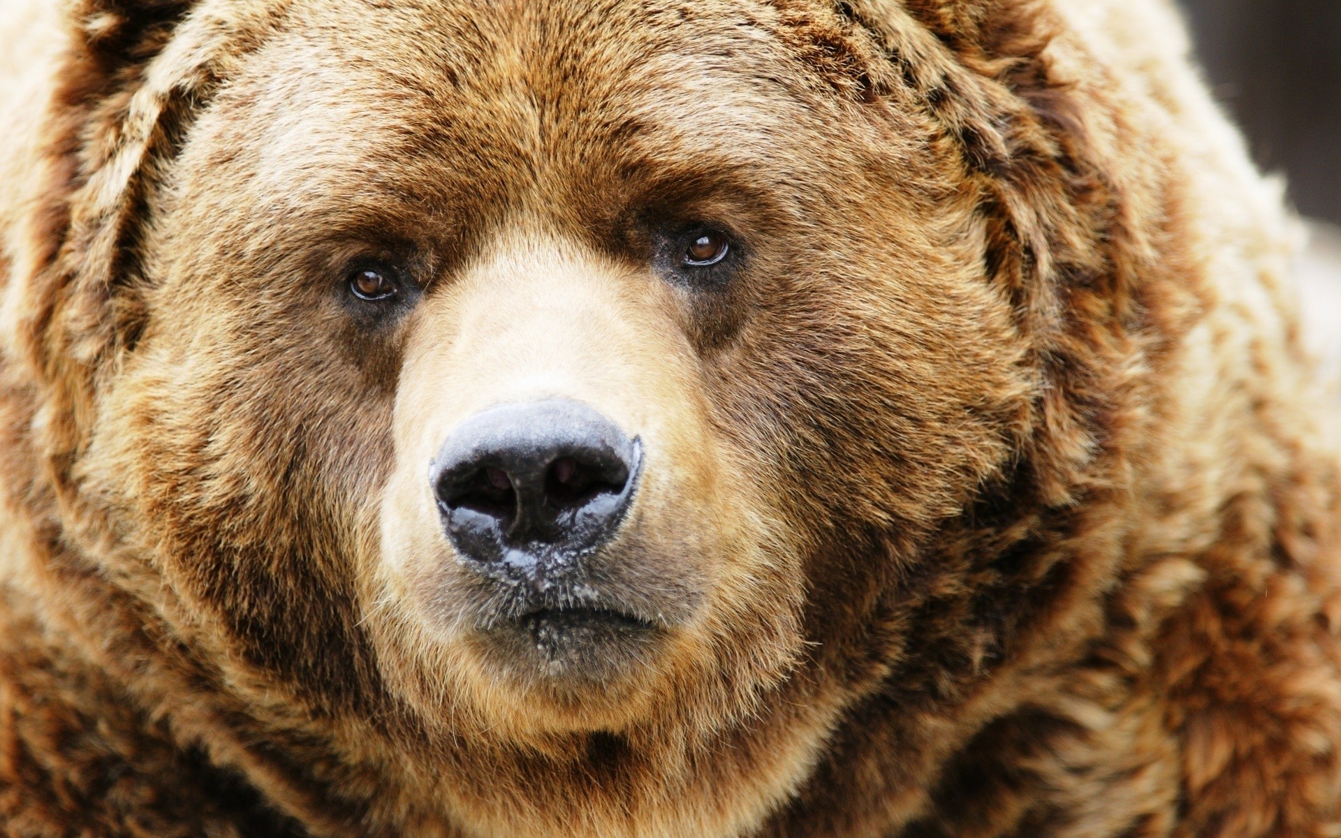 tiere säugetier fell tier natur tierwelt porträt zoo raubtier wild niedlich gefahr flauschig bär