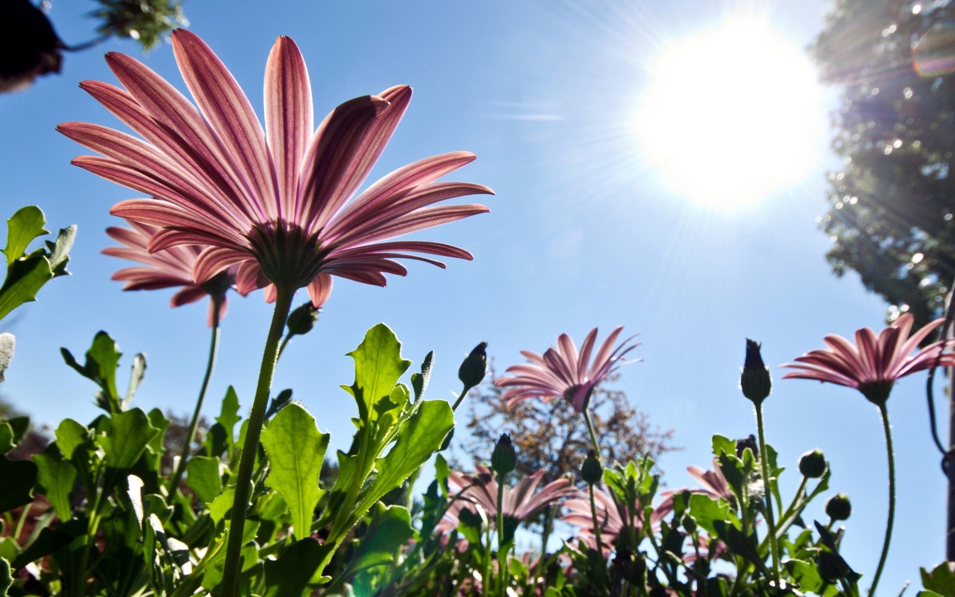 blumen blume natur sommer flora hell garten sonne wachstum farbe blatt gutes wetter im freien blütenblatt