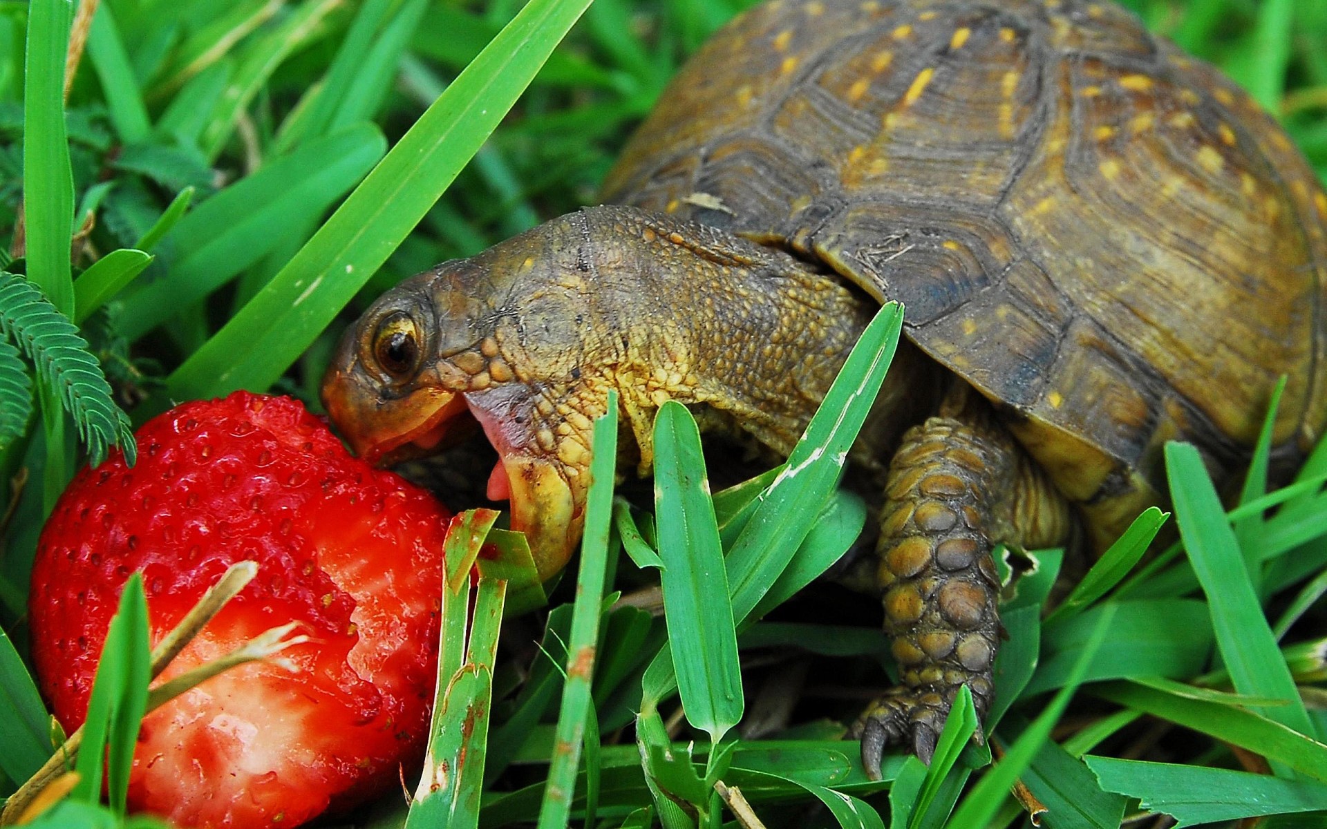 reptiles and frogs turtle nature reptile tortoise slow animal shell wildlife environment amphibian desktop close-up grass head wild garden strawberry