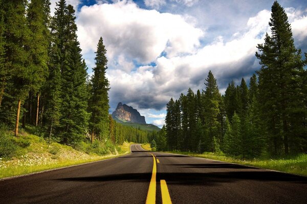 Camino a través de la vida silvestre