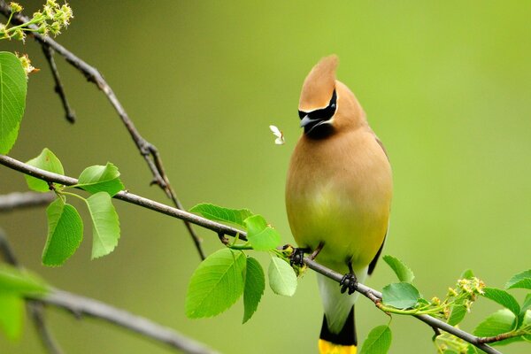 Oiseau chanteur sur une branche sur fond vert