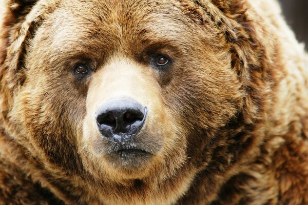 The sad look of a brown bear