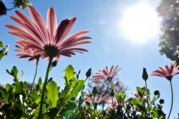 Gros plan de marguerites roses sur fond de ciel