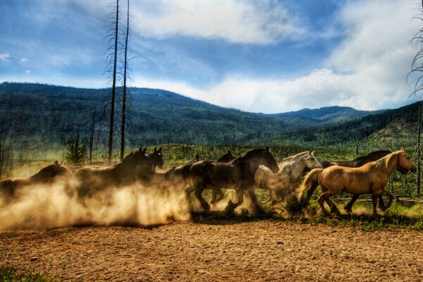 Una manada de caballos corriendo en la naturaleza