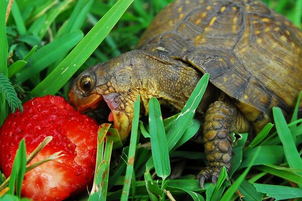 Sweet delicious juicy strawberry for turtle