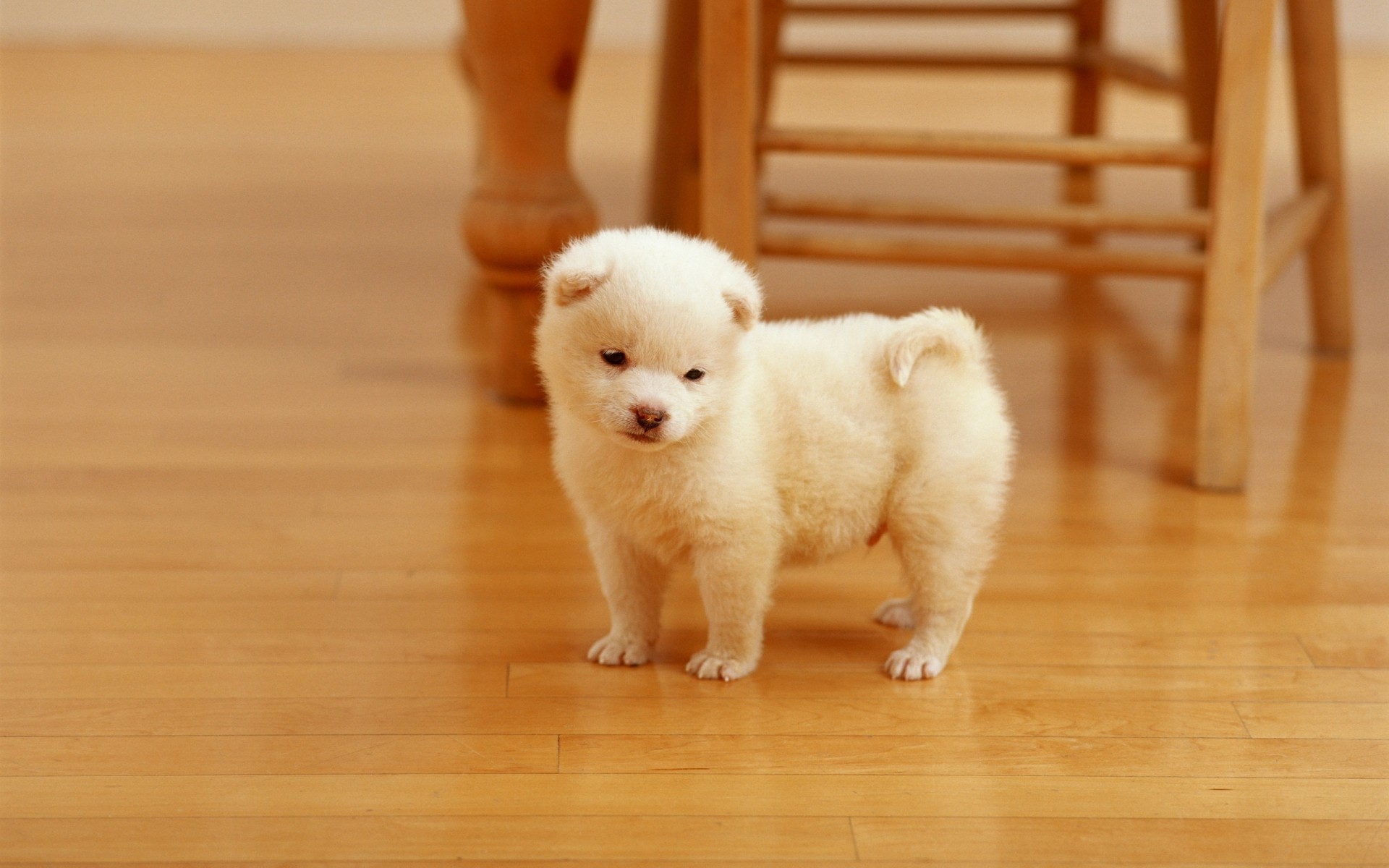 cani carino mammifero cane bambino ritratto singolo giocattolo cucciolo addestratore di cani piccolo animale animale