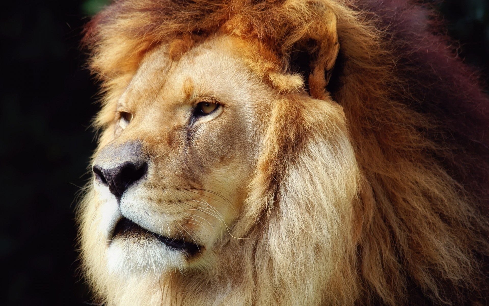 tiere säugetier porträt tierwelt zoo fell katze tier löwe wild raubtier natur haare könig der savanne