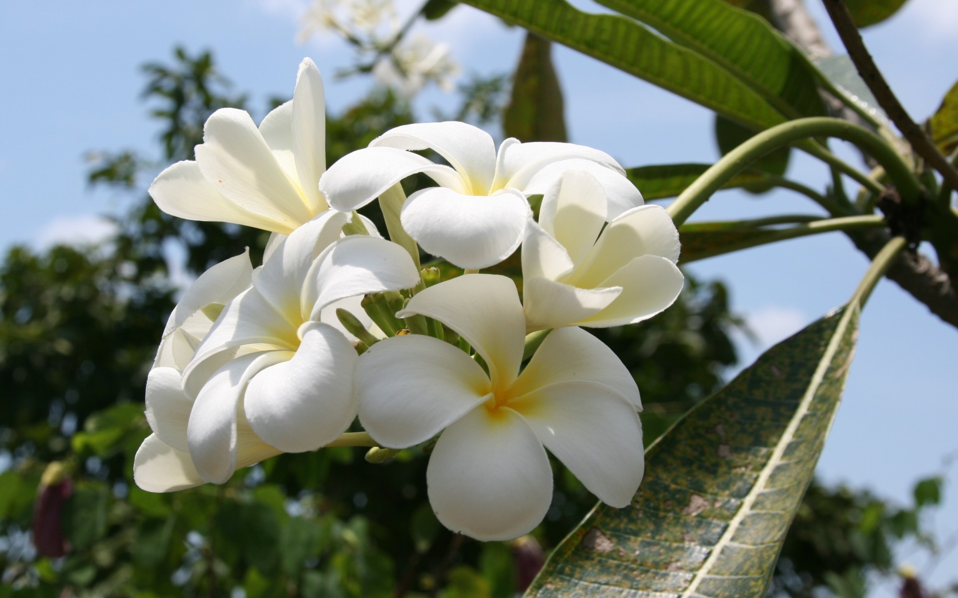 kwiaty natura kwiat flora tropikalny liść ogród lato bluming egzotyczny płatek kwiatowy piękny frangipani kolor wzrost drzewo zen botaniczny plumeria rośliny