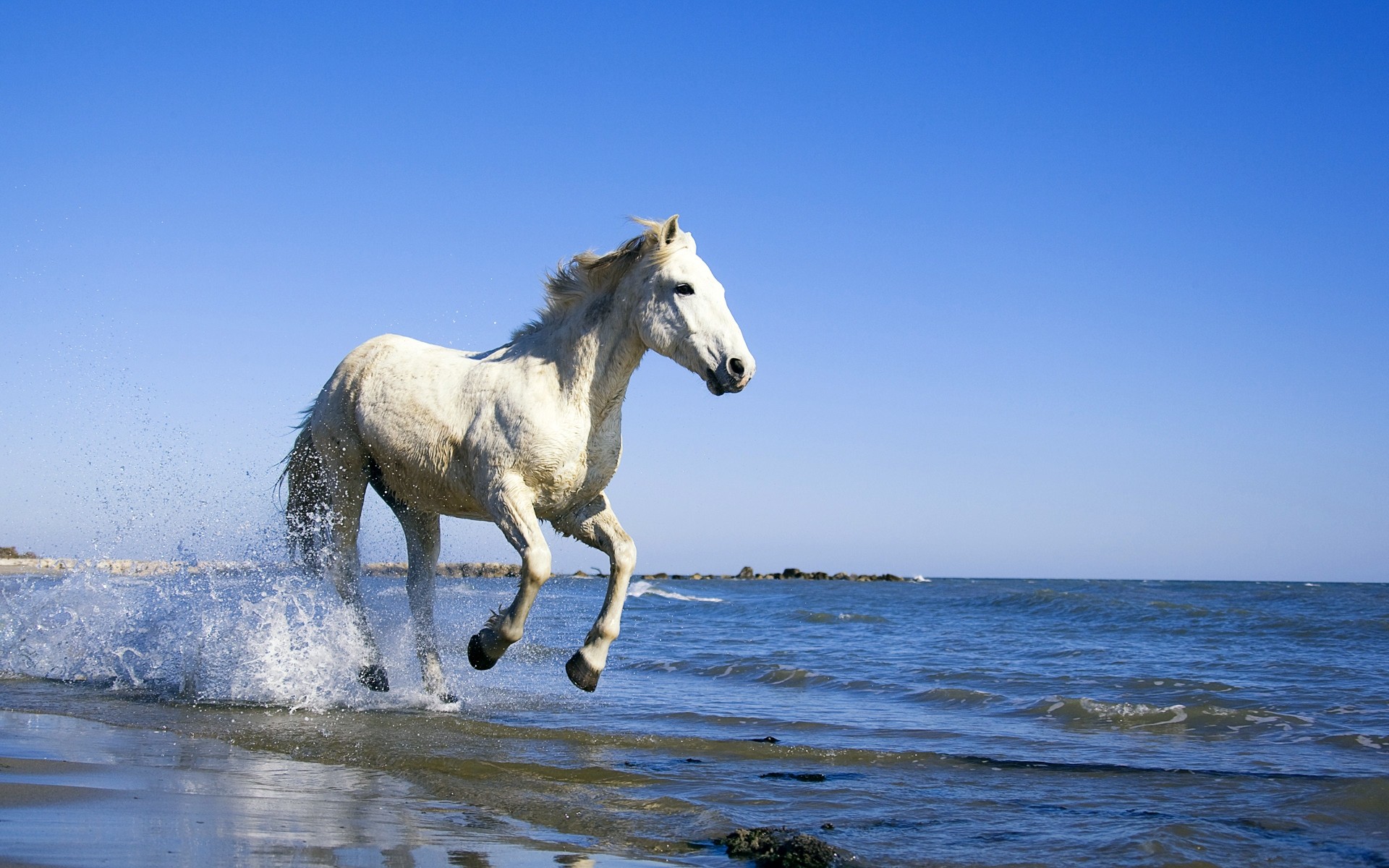 animals mammal horse outdoors water mare cavalry sky nature animal summer freedom sea waves