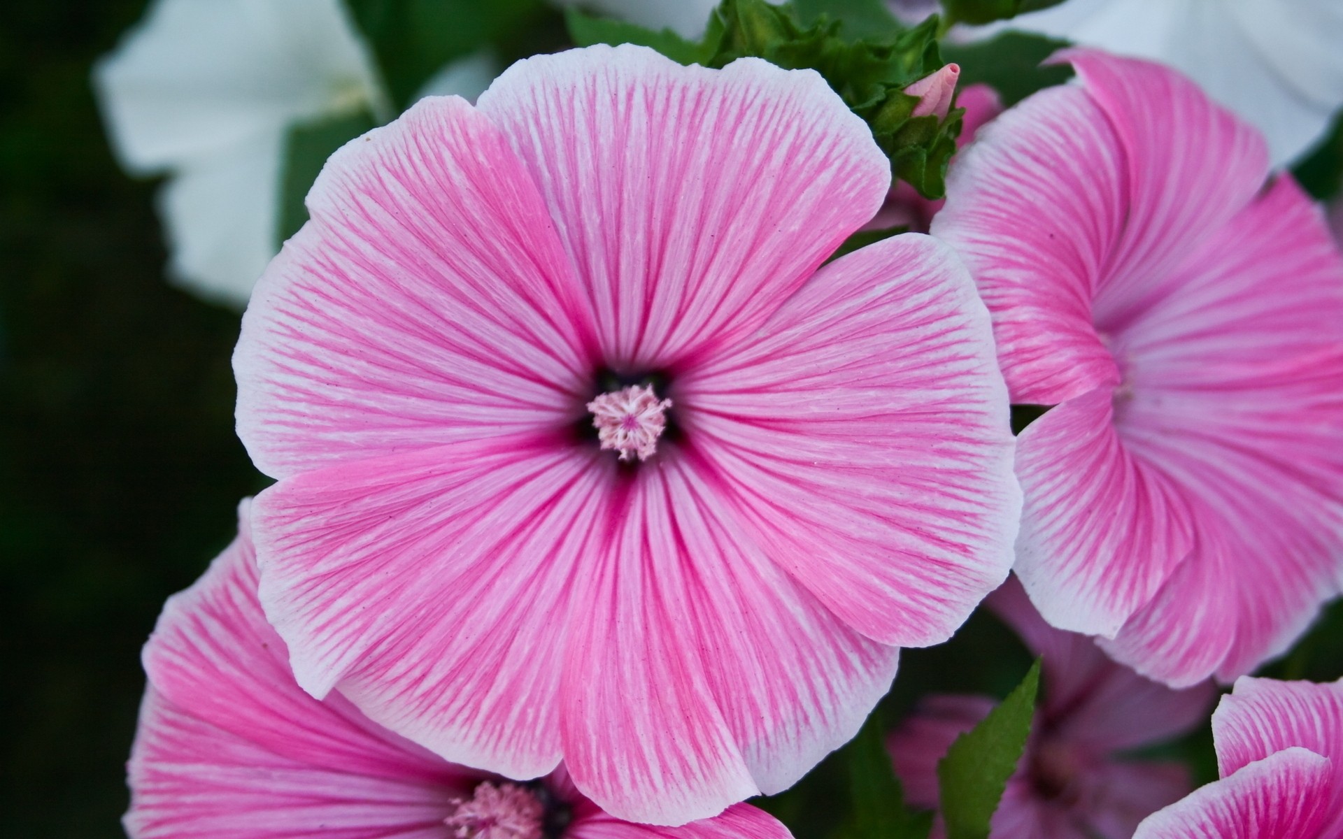 flowers flower garden flora nature petal blooming floral leaf summer color bright beautiful photo background plants