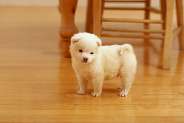 Chiens mignons pour petit bébé