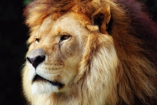 Portrait d un animal sauvage au zoo