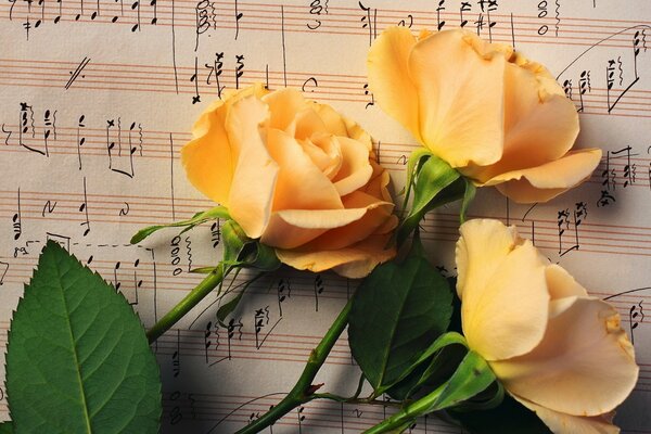 Blumen liegen auf der musikalischen Urkunde