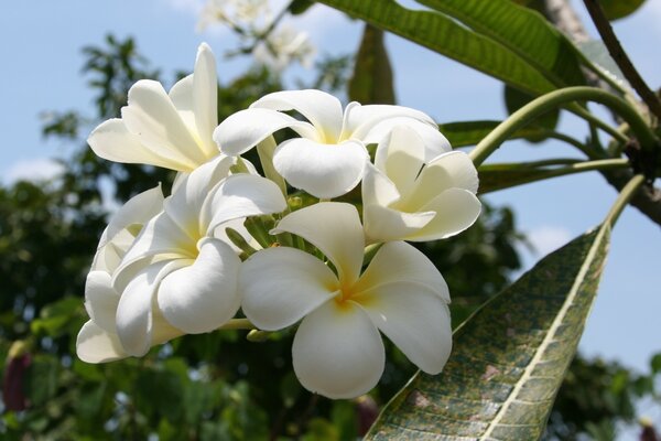 Flores blancas y hojas verdes