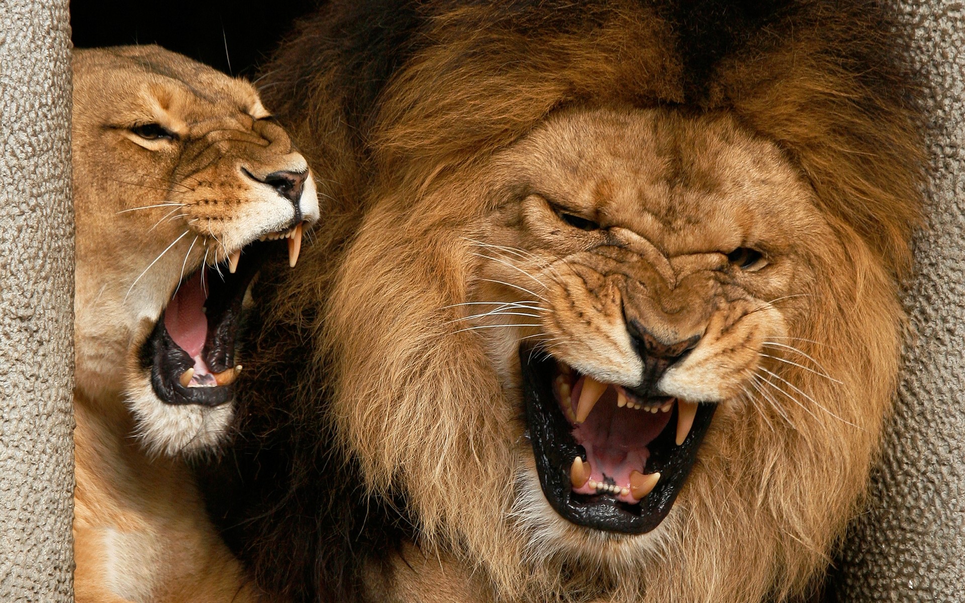 animales gato león mamífero vida silvestre animal zoológico depredador retrato safari salvaje grande carnívoro piel cazador cabeza mane boca ojo dientes gato grande leones