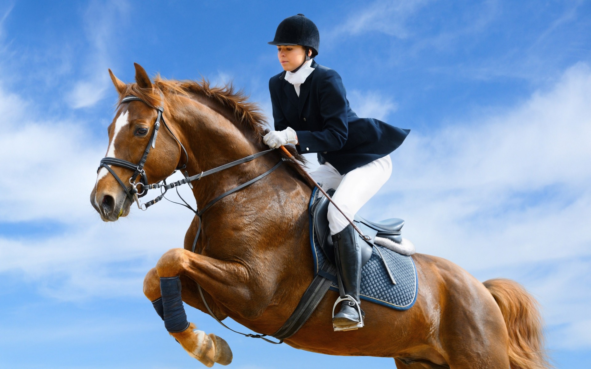 deporte caballería sentado caballo mamífero ecuestre competencia solo mujer acción adulto semental cría de caballos brida deporte chica