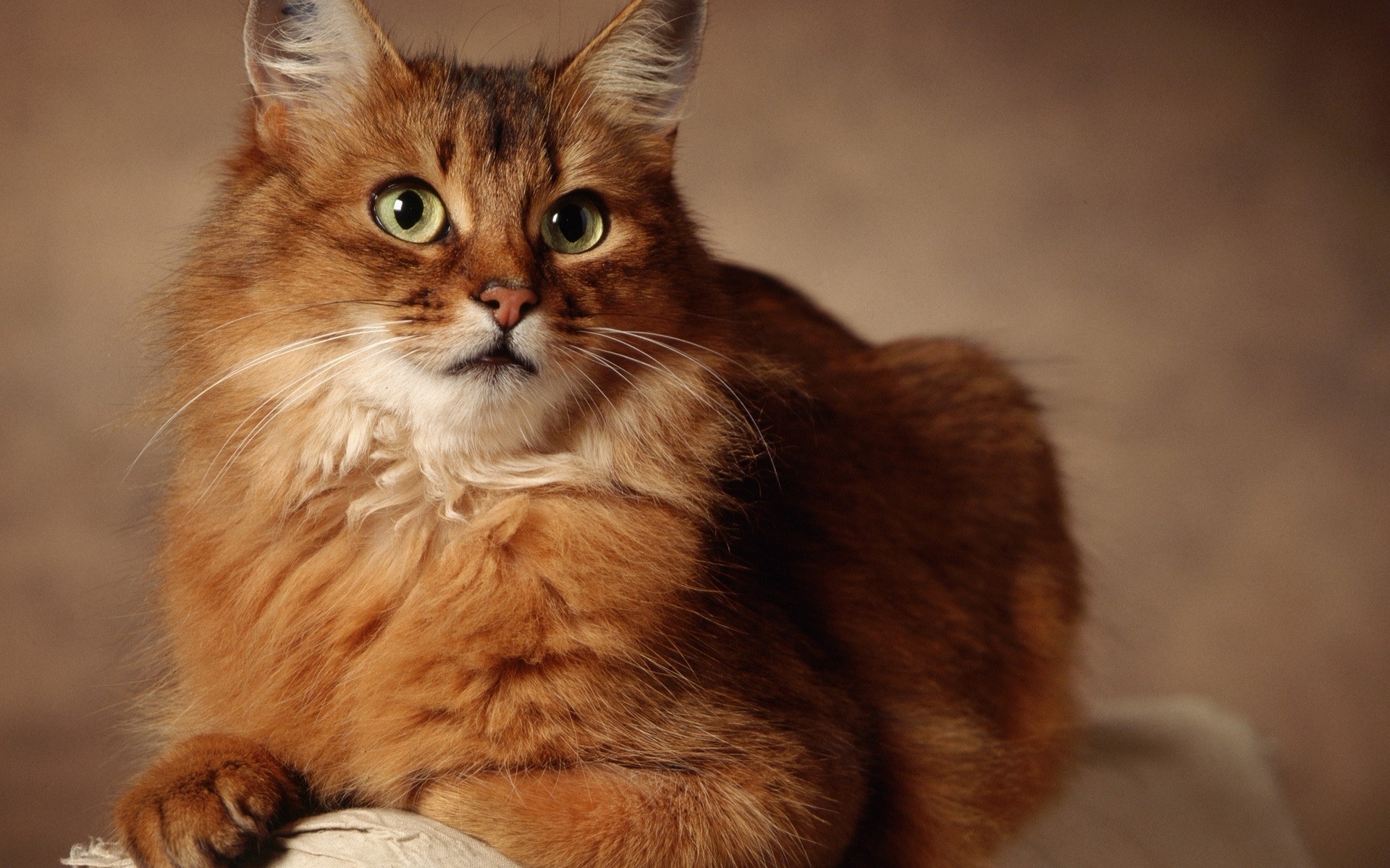 katze katze niedlich säugetier kätzchen porträt haustier auge tier fell schnurrbart vorschau haar jung foto foto