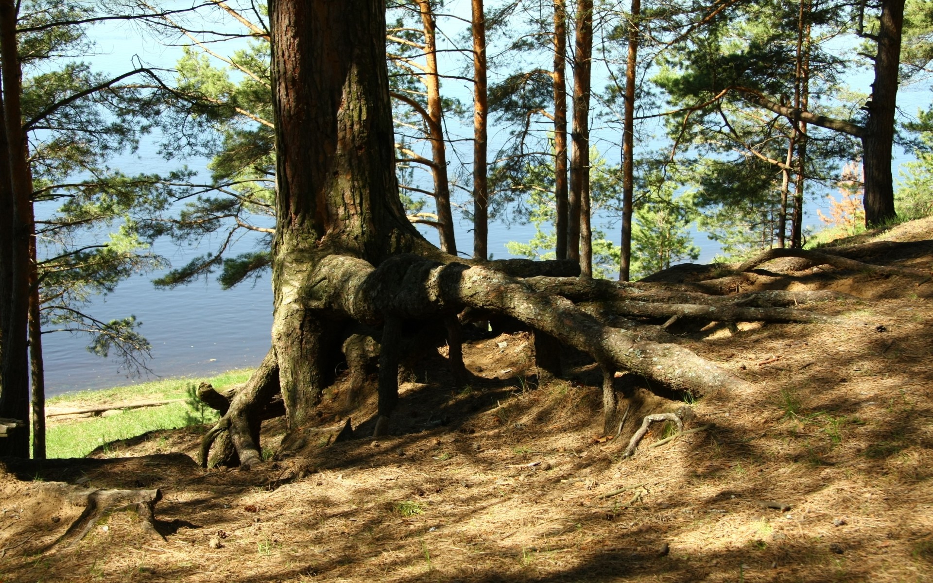 landscapes tree wood nature landscape outdoors park summer leaf environment scenic wild flora fair weather sun trunk light travel water pine plant forest view