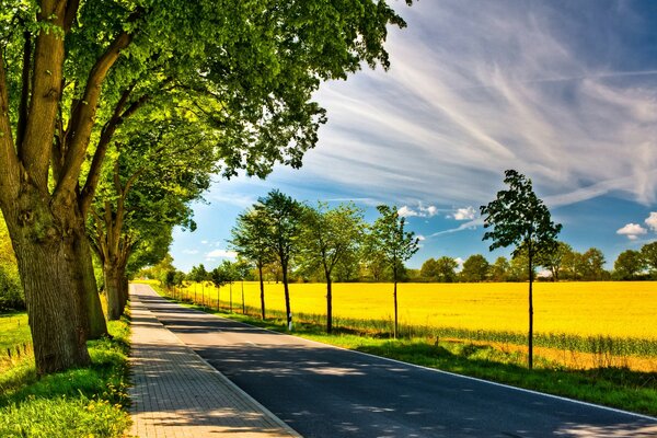 Belle allée dans le parc d été