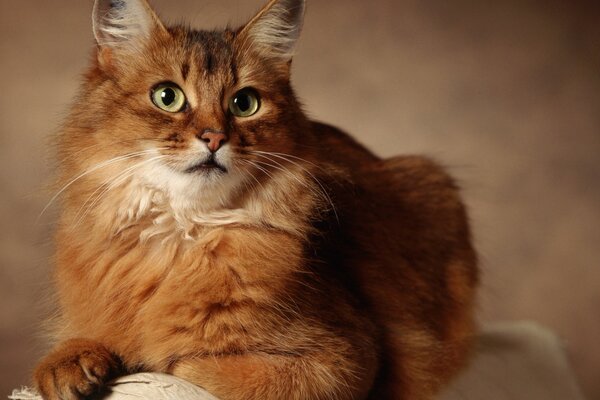 Cute cat on a blurry background