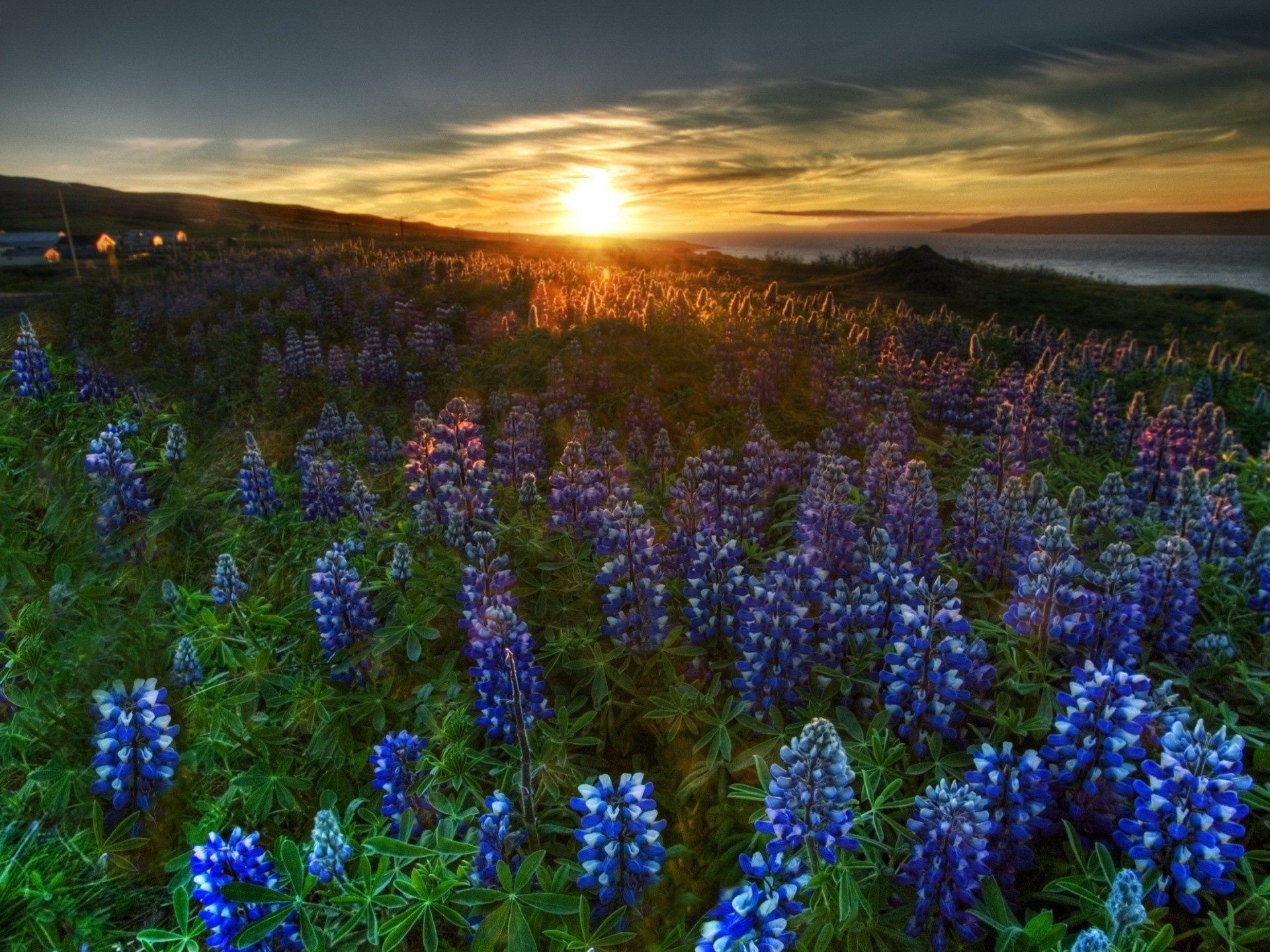 sonnenuntergang und dämmerung lupine natur landschaft blume im freien heuhaufen feld jahreszeit sommer des ländlichen farbe flora gras hell wildflower weiden gutes wetter wild morgendämmerung