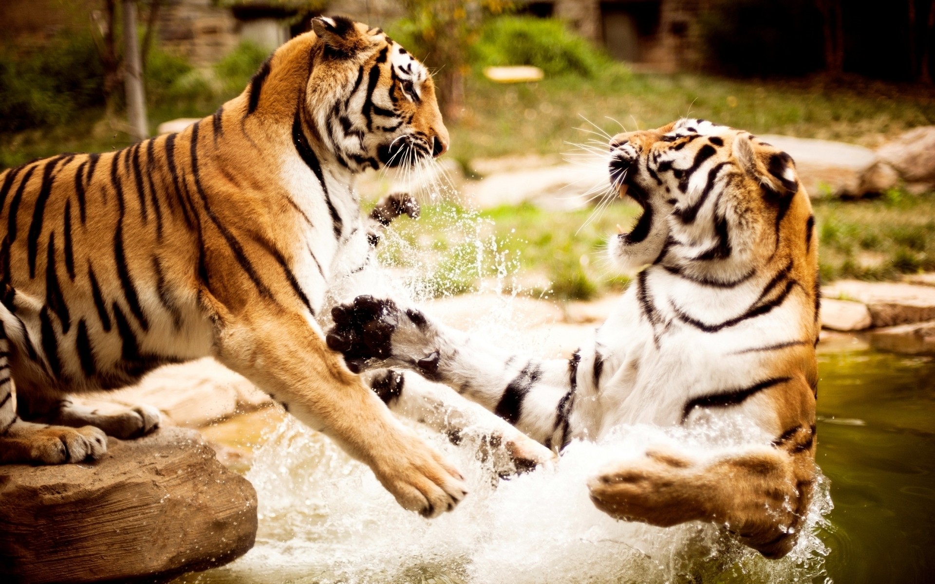 animales tigre gato vida silvestre mamífero grande selva zoológico raya depredador carnívoro salvaje animal retrato agresión tigris peligro safari cazador buscando enojado