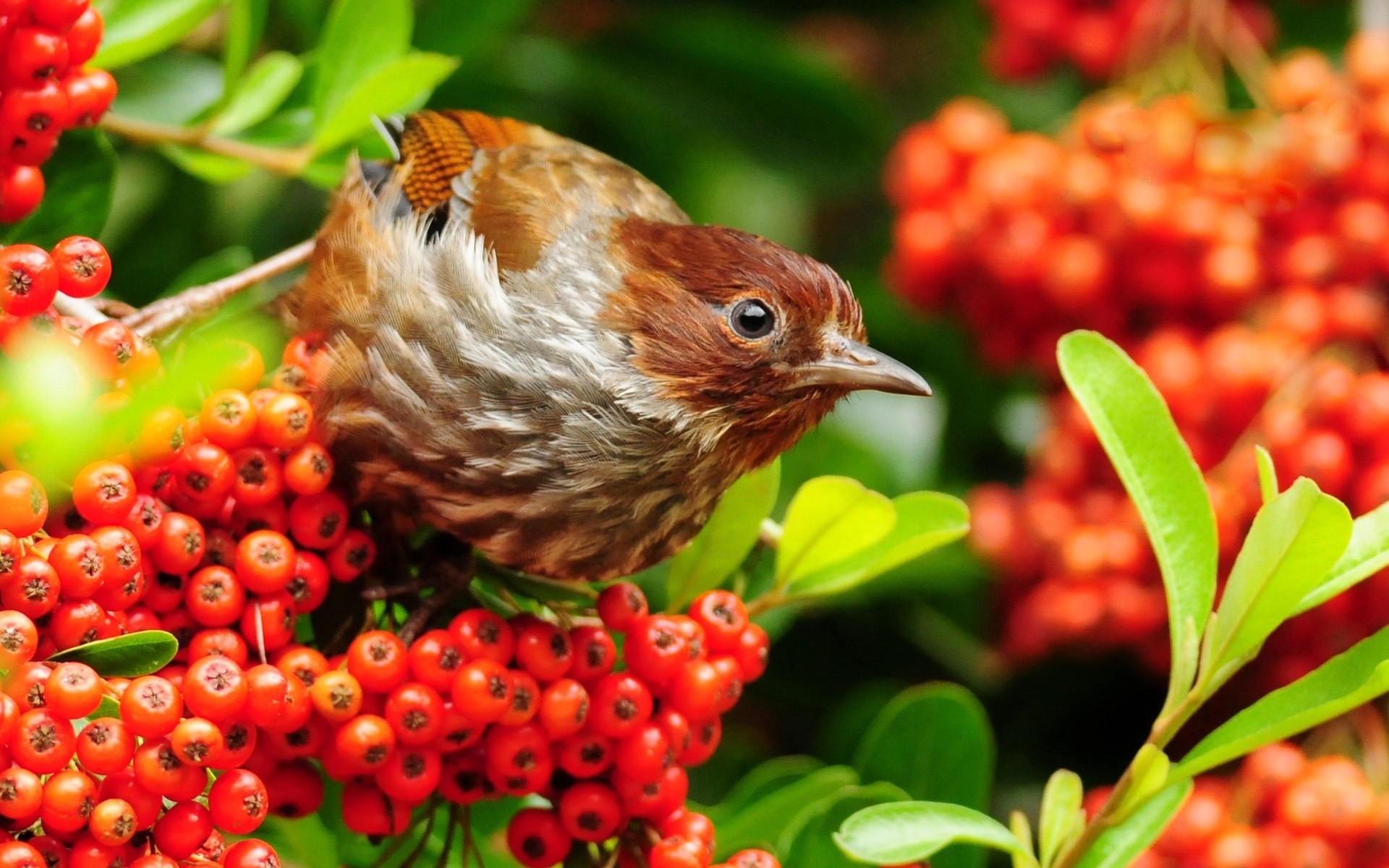 aves naturaleza hoja fruta comida jardín baya color verano flora árbol