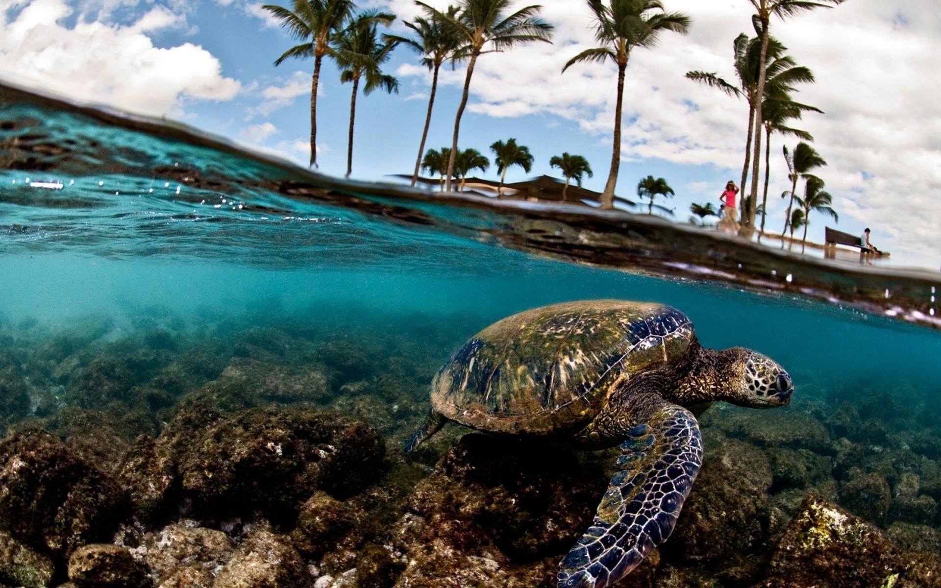 animais oceano mar água tropical praia ilha paisagem mar viagens exóticas natureza baía férias turquesa lagoa areia sol tartaruga