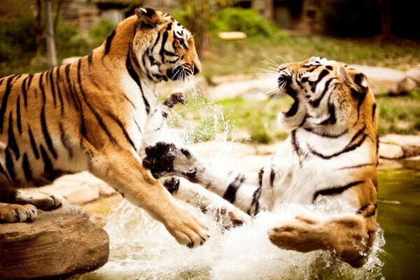 Deux tishra jouent dans l eau