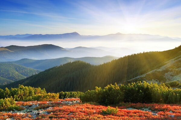 Nebbia della fauna selvatica nelle colline