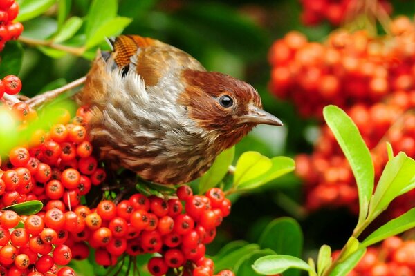 Vogel isst rote Beeren