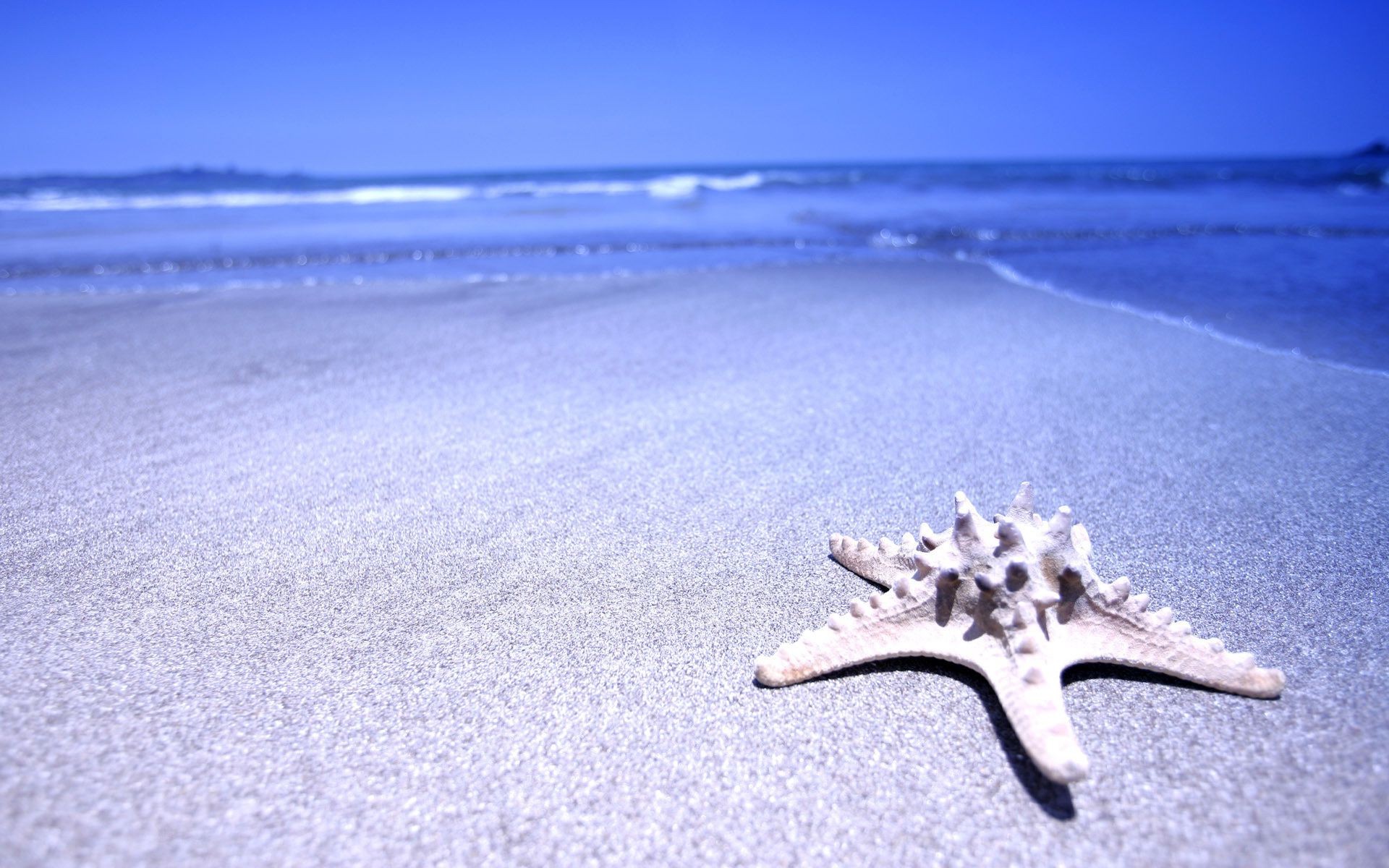 estrella de mar playa arena invierno mar naturaleza frío nieve agua escarcha océano mar vacaciones congelado hielo viajes