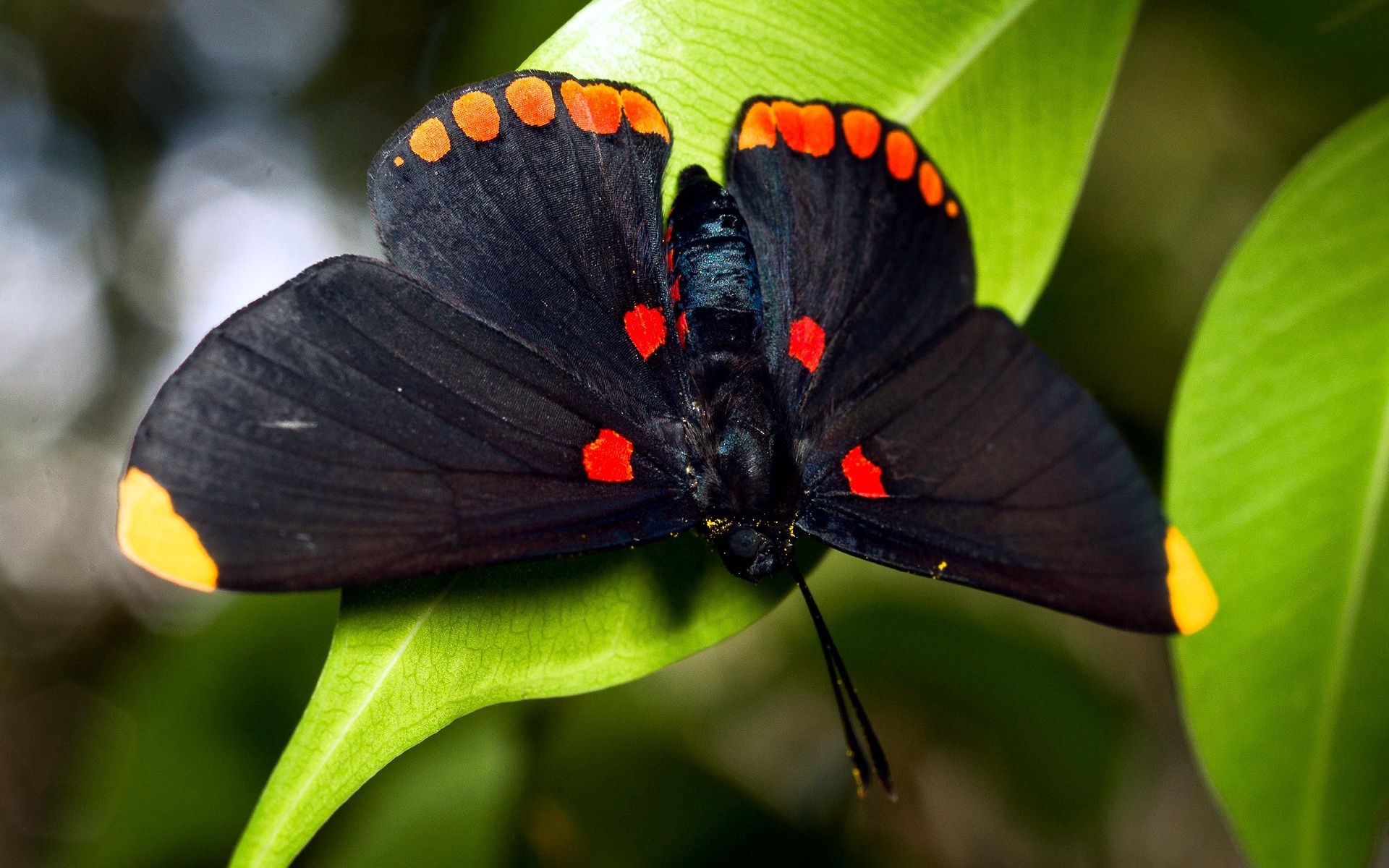 owady motyl owad natura bezkręgowce przyroda skrzydło na zewnątrz liść ogród kwiat