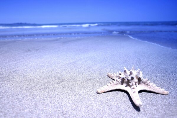 Estrella de mar arena mar playa