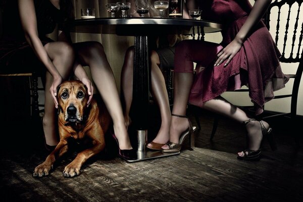 Table restaurant girls dog legs secret secret