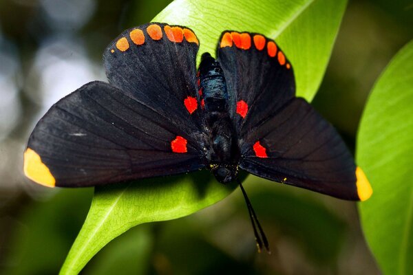 Schwarzer Schmetterling mit rotem Muster