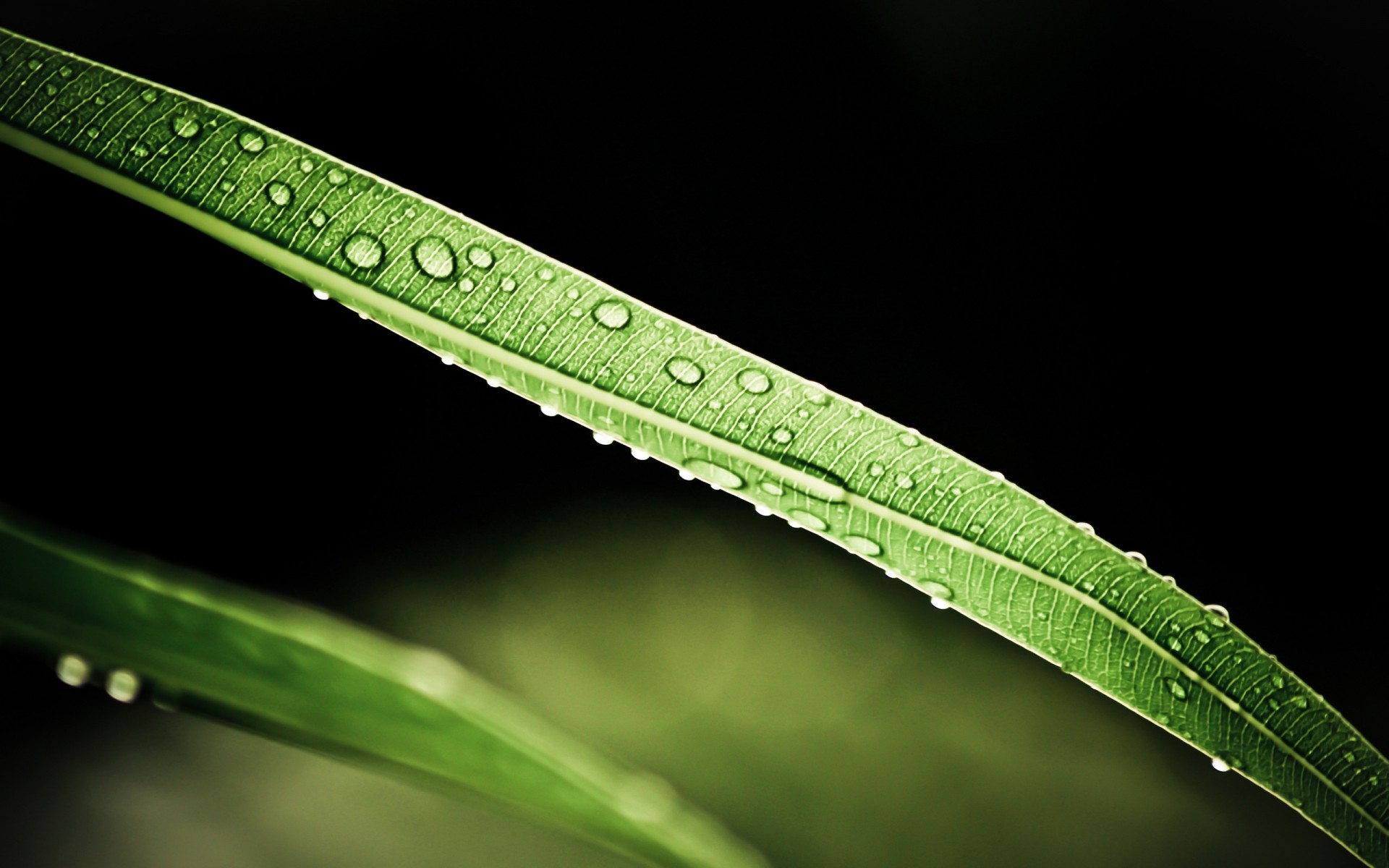 plantes feuille rosée pluie flore chute croissance nature gouttes vert gouttes d eau