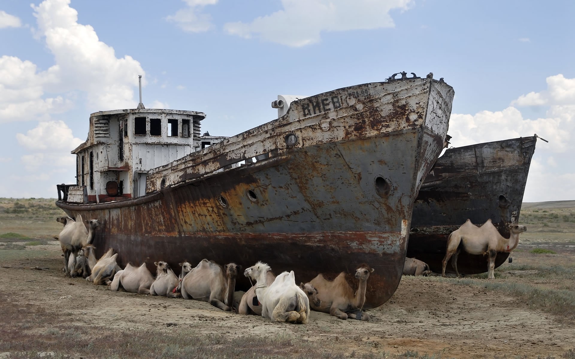 tiere reisen im freien boot kamel