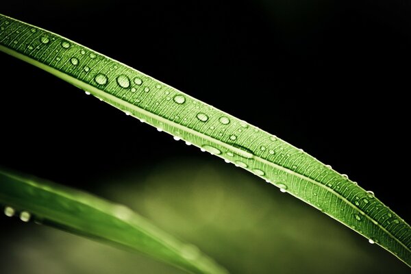 A leaf with an image of moisture on it