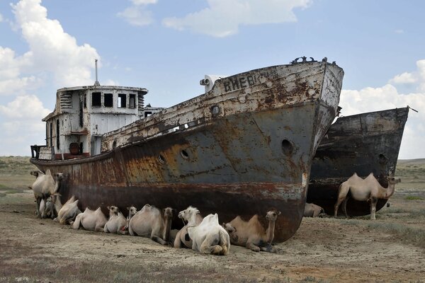 Un barco obsoleto rodeado de camellos