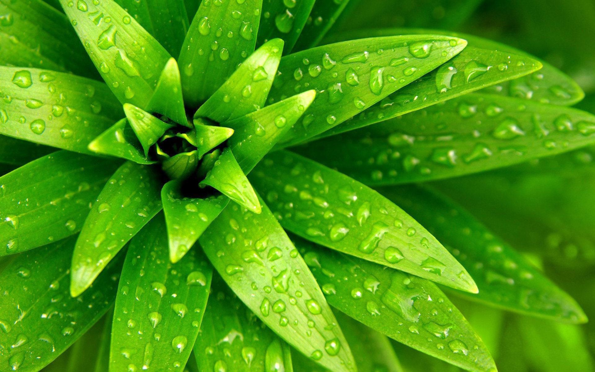 листочки лист флора природа рост падение дождь росы экология среды кактус сад лето воды яркий суккулент