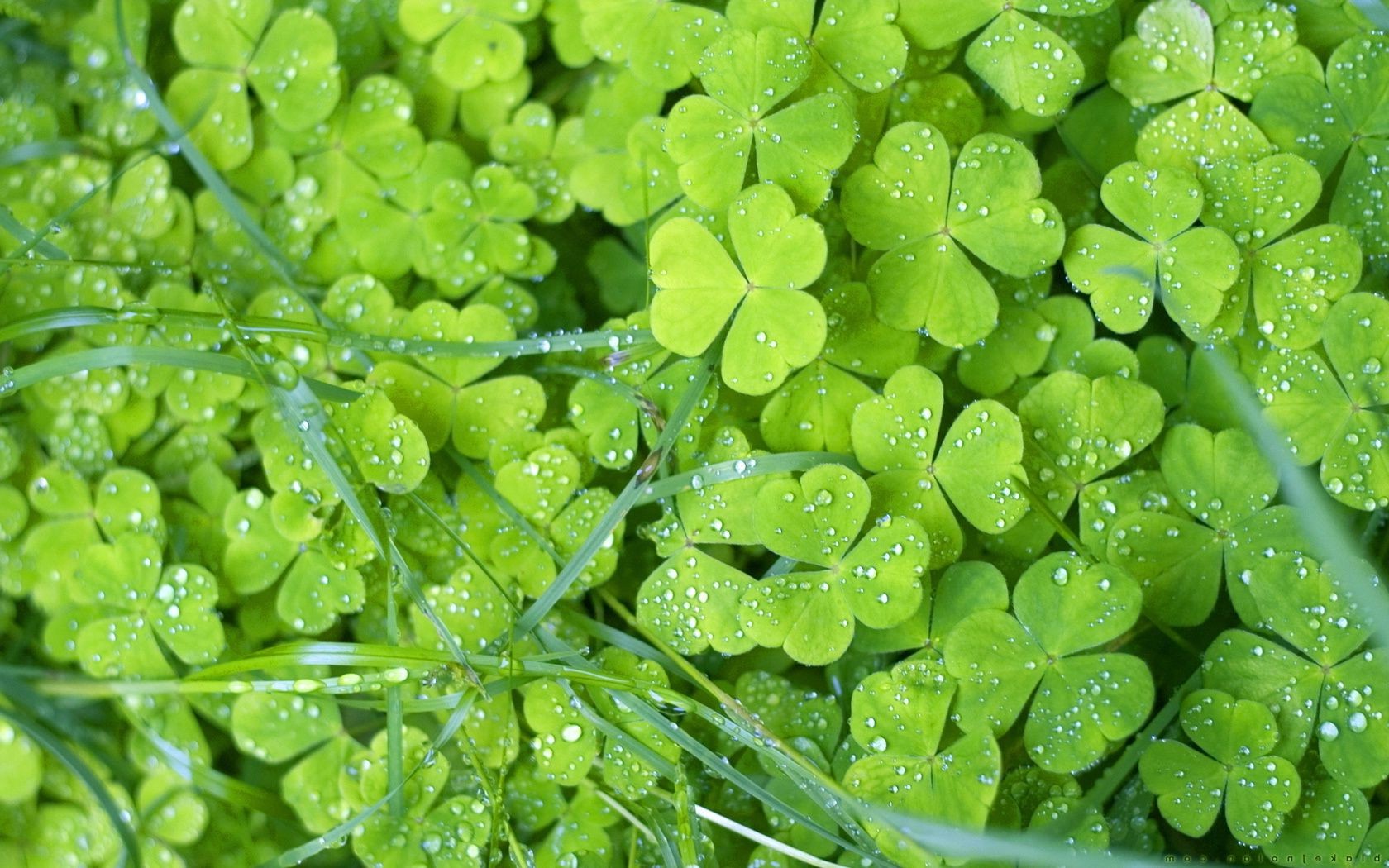 hojas hoja flora naturaleza crecimiento primer plano medio ambiente trébol jardín frescura mojado caída escritorio exuberante rocío lluvia ecología color verano