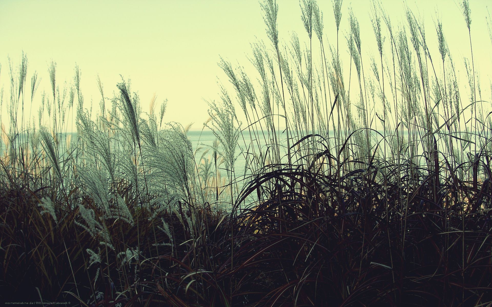 gras flocken feld landschaft bauernhof sonne reed ernte des ländlichen natur sommer flora stock landwirtschaft himmel umwelt mais weide land