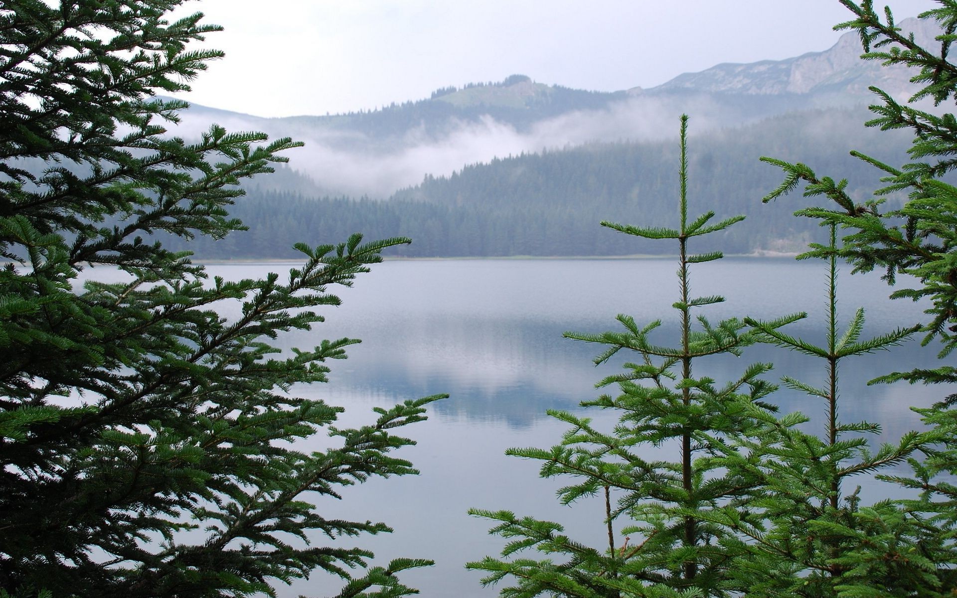 lac arbre paysage eau nature bois conifères à l extérieur ciel lumière du jour été flore voyage evergreen feuille environnement