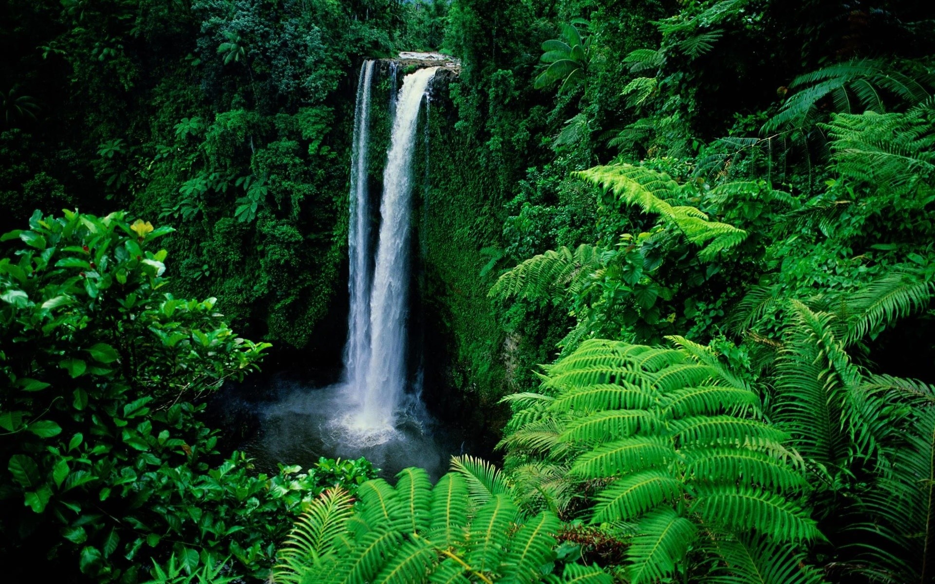 пейзажи древесины тропический лес природа ферн лист воды на открытом воздухе дерево пейзаж пышные водопад тропический лето среды путешествия парк