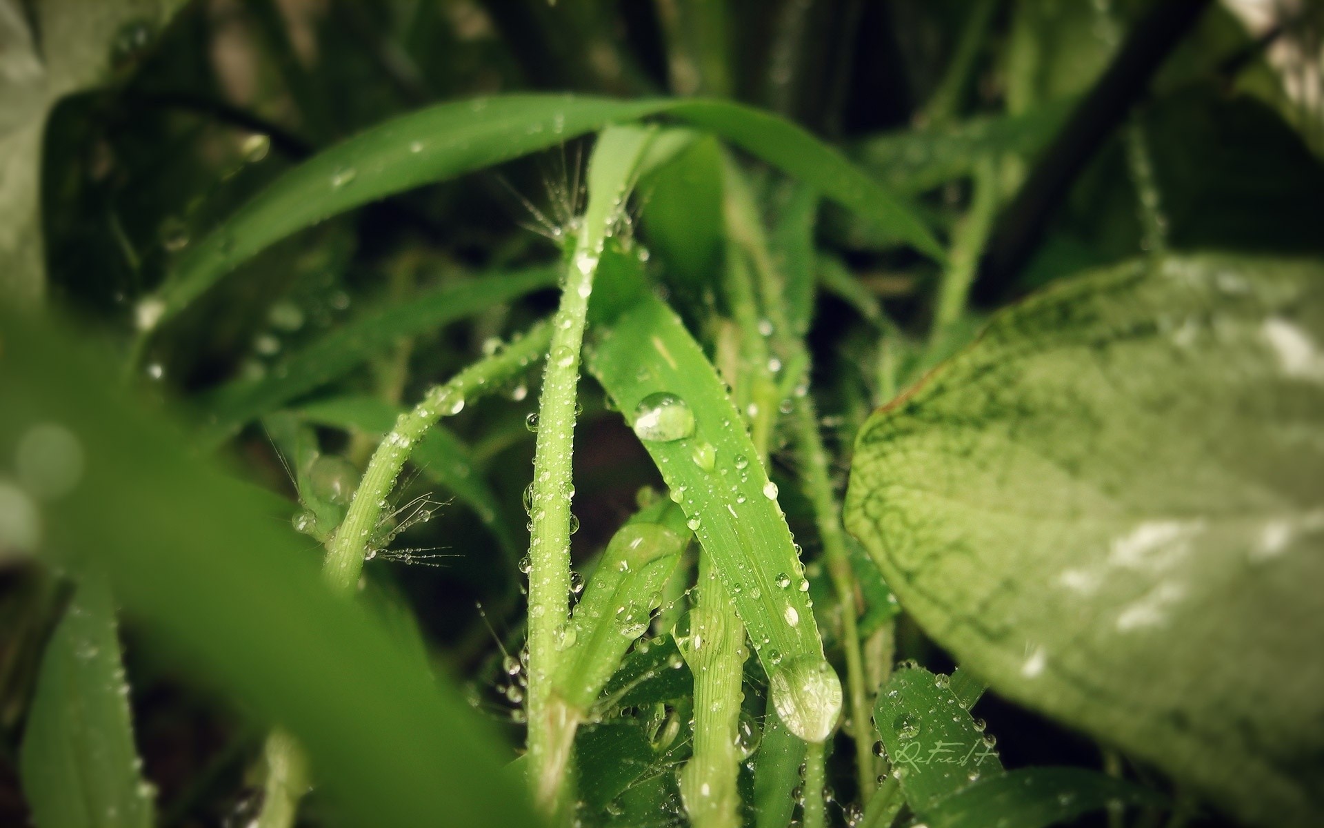 pflanzen blatt regen flora natur tau fallen steigen wasser nass frische garten essen gemüse schließen im freien