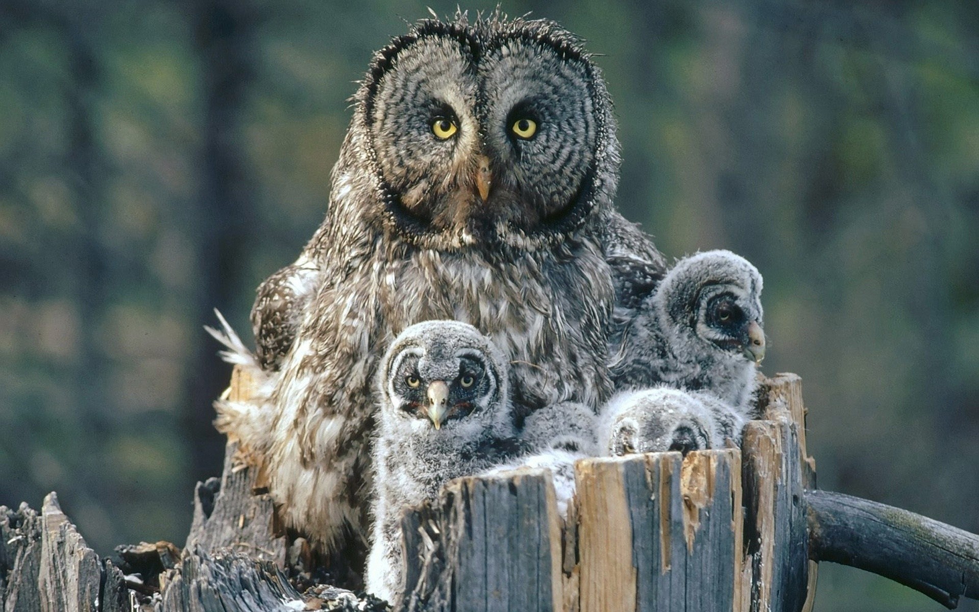 eule natur tierwelt holz tier im freien wild vogel raptor baum